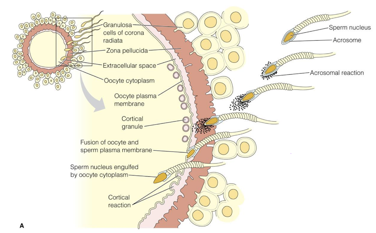 <ul><li><p>sperm and ovum unit to form zygote</p><ul><li><p>sperm must pass through cervix (open while ovulating) to uterus</p></li><li><p>one fallopian tube empty; one contains egg</p></li><li><p>sperm binds to sperm receptors on egg</p></li><li><p>zona pellucida hardens after fertilization → prevents more sperm from entering</p></li><li><p>secondary oocyte completes second meiotic division → forms nucleus of ovum → nuclei of ovum and sperm unite → membranes disappear → chromosomes pair up</p></li></ul></li><li><p>ova are fertile for 12-24hr</p></li><li><p>sperm are fertile for 72hr</p></li><li><p>takes place in <strong>ampulla </strong>of fallopian tube</p></li></ul><p></p>