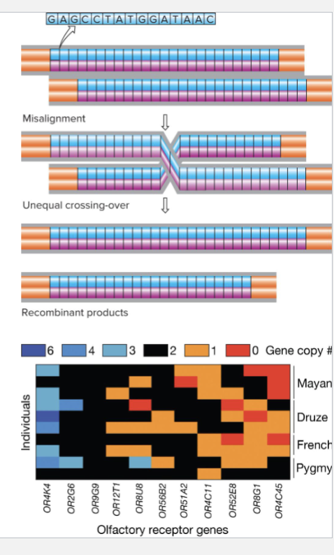 <ul><li><p>CNVs are tandem sequence repeats more than 10bp long</p></li><li><p>Misalignment during meiosis leads to unequal crossing over</p></li><li><p>Not common event, so most CNVs are inherited rather than being a new mutation</p></li><li><p>Example: Humans are fewer than 1000 olfactory receptor genes are different loci</p><ul><li><p>At each locus, copy number varies </p></li></ul></li></ul><p></p>