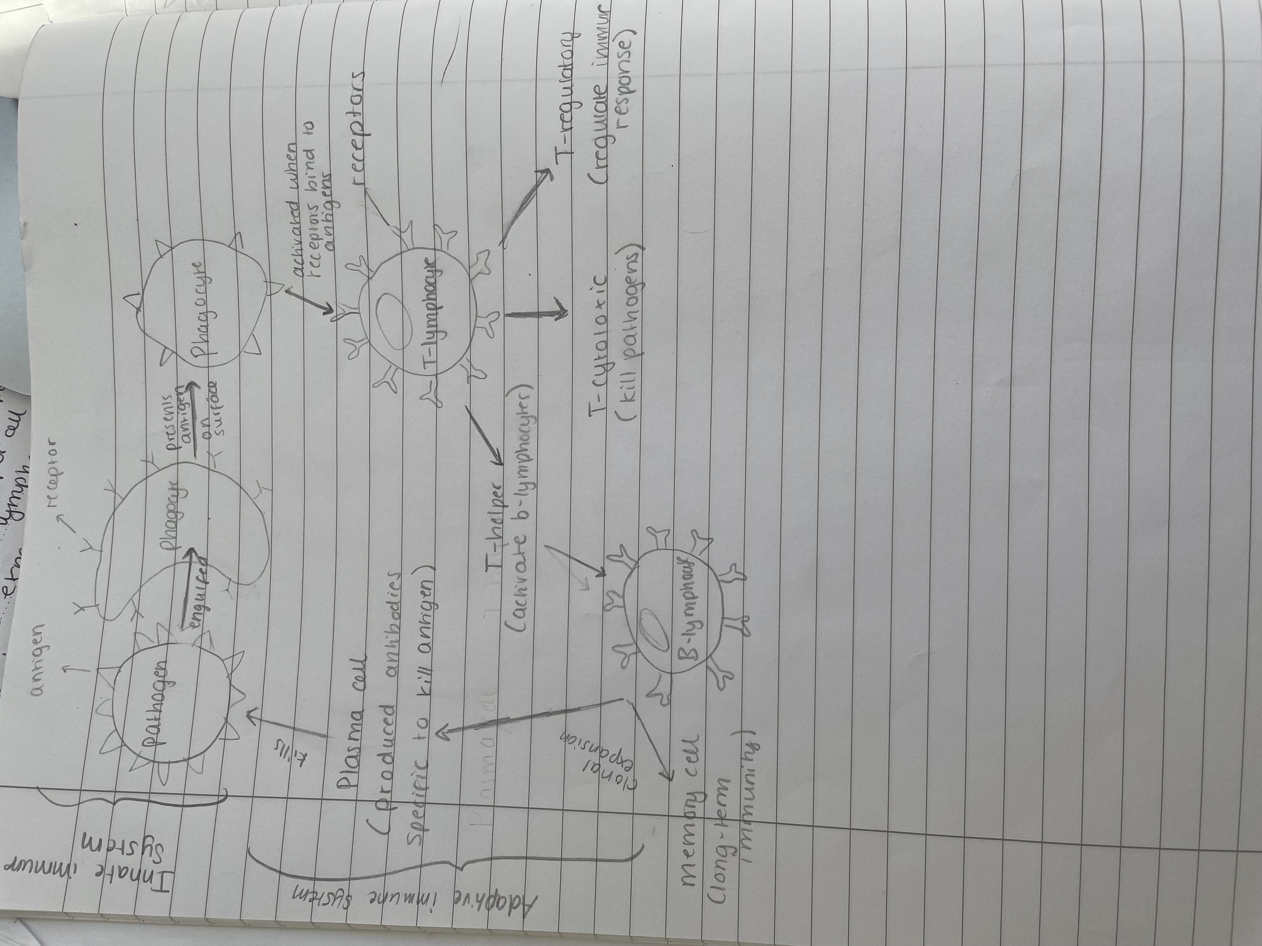 <p>The adaptive immune system occurs after the innate immune system. It is when the antigens that were presented on the surface of the phagocyte is detected by receptors on t-lymphocytes. T-lymphocytes then divide and differentiate, to form T-helper, T-cytotoxic or T-regulatory. T-helper binds to B-lymphocytes to activate them. The b-lymphocytes then divide and differentiate into memory and plasma cells. Plasma cells produce antibodies specific to the pathogen, to kill it</p>