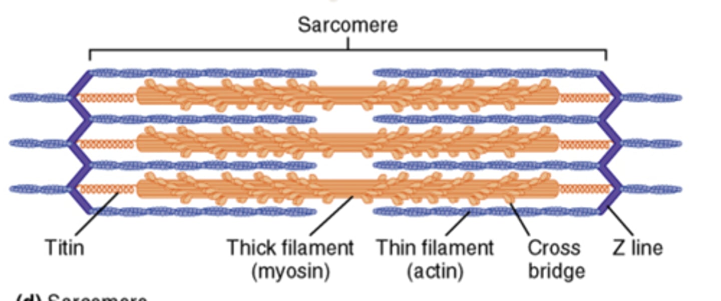 <p>tails of myosin bind to myosin binding sites on actin and pull, allows for sarcomere shortening (muscle contraction)</p>