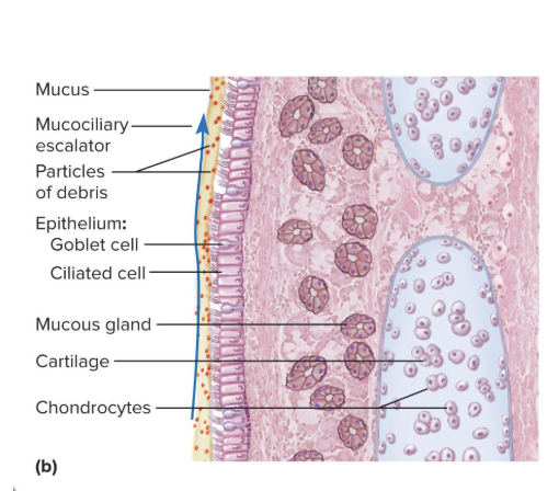 <p>connective tissue beneath the tracheal epithelium </p><ul><li><p>Contains lymphatic nodules, mucous and serous glands, and the tracheal cartilages</p></li></ul><p></p>