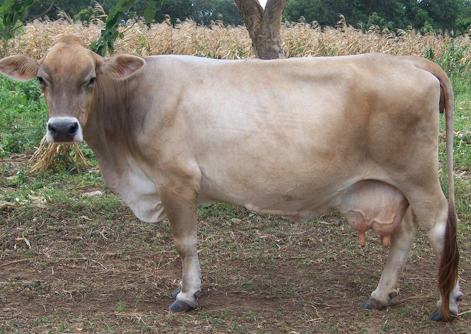 <ul><li><p>Originated in <strong>Switzerland</strong></p></li><li><p>Grayish brown in color</p></li><li><p>The <strong>most muscular</strong></p><ul><li><p><strong>Second largest of the Dairy Breeds</strong></p></li></ul></li><li><p><strong>2nd in milk production</strong></p></li></ul><p></p>