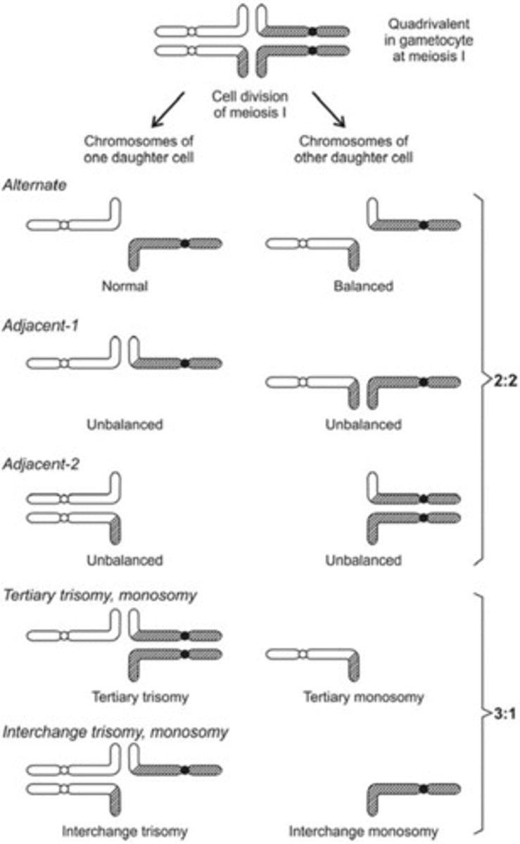 <p>full autosomal trisomy or full monosomy</p>