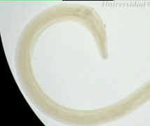 <p>Male or female&nbsp;</p>