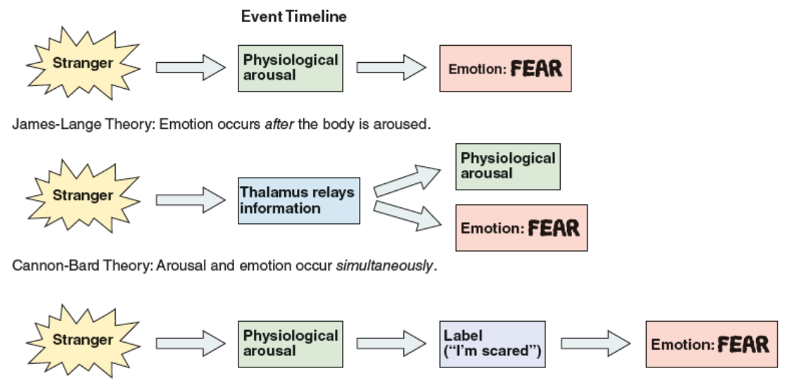 <ul><li><p><strong>James-Lange Theory</strong> – emotions result <em>from</em> physiological changes.</p></li><li><p><strong>Cannon-Bard Theory</strong> – emotions and bodily arousal occur <em>simultaneously</em>.</p></li><li><p><strong>Schachter &amp; Singer’s Two-Factor Theory</strong> – emotion = physiological arousal + cognitive interpretation.</p></li></ul><p></p>