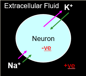 <ul><li><p><span><span>K+ highly concentrated in cell</span></span></p><ul><li><p><span><span>K+ wants to move out of cell down concentration gradient</span></span></p></li></ul></li><li><p><span><span>At rest, K+ leak channels allows K+ to leave neuron down concentration gradient</span></span></p></li><li><p><span><span>Inside cell becomes more negative</span></span></p></li></ul><p></p><ul><li><p>Ions will stop moving when opposing forces are at equilibrium: -70Mz</p></li><li><p>→ This happens in a resting cell</p></li></ul><p></p>