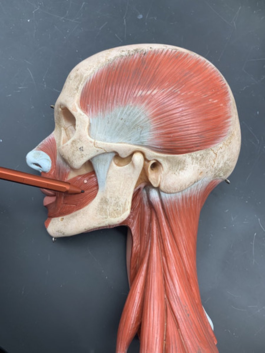 <p>O: aveolar processes of the maxillae and mandible</p><p>I: corner of the mouth</p><p>A: compress cheeks</p><p>Inn: Facial nerve (CN VII)</p>
