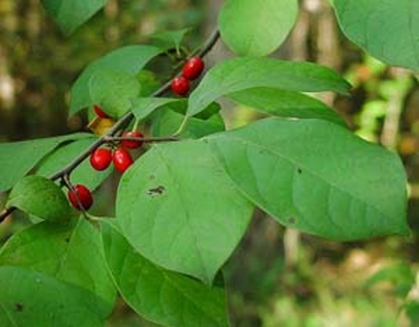 <p>ID Key: Cintronella smell leaf, red berries</p>