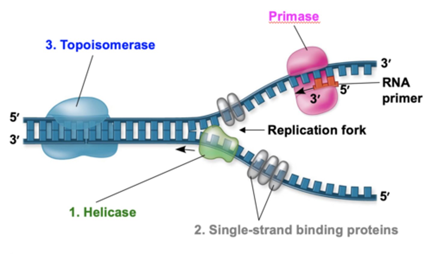<p>The complementary strands want to reanneal after the hydrogen bonds between them are broken</p>