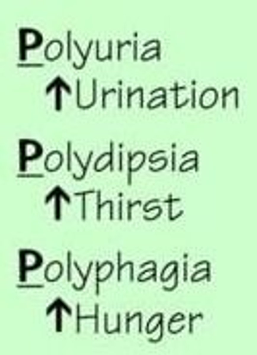 <p>Polyuria (huge urine output),</p><p>polydipsia (excessive thirst),</p><p>polyphagia (excessive hunger).</p>