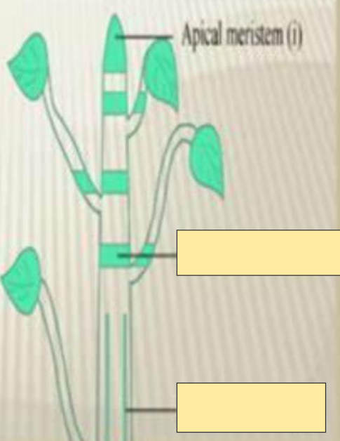 <p>Apical Meristem</p>