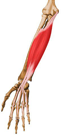 <p>Flexes wrist/middle phalanges; located above profundus in forearm.</p>