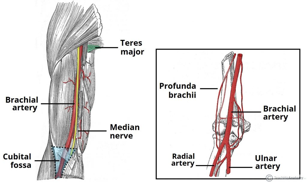 <p>runs along medial side of humerus</p><p>deep to the biceps brachii</p>