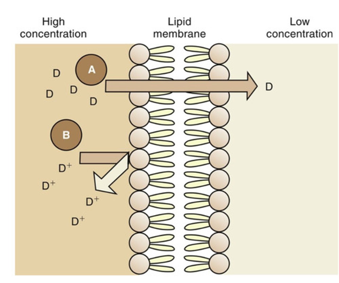 <p>non-ionized and highly lipid-soluble</p>