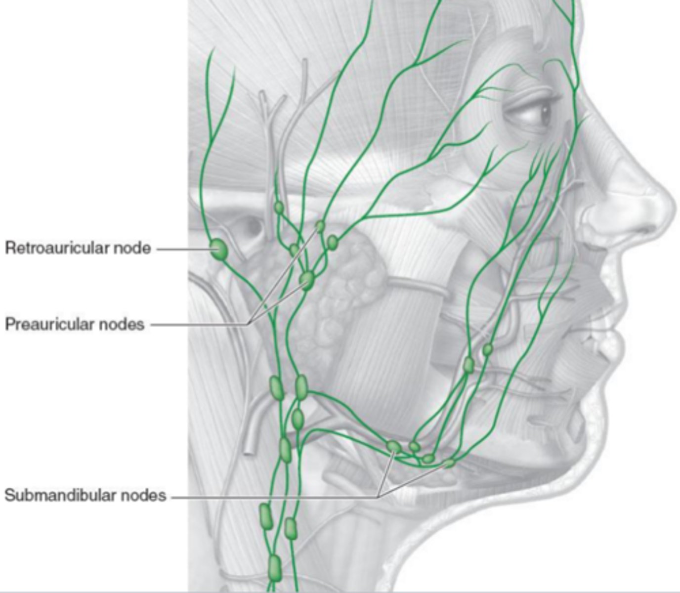 <p>immune function - activated when there is an infection.</p><p></p><p><strong>Retroauricular nodes</strong>: behind the ear</p><p><strong>Preauricular nodes</strong>: in front of the ear</p><p><strong>Submandibular nodes</strong>: below the mandible</p>