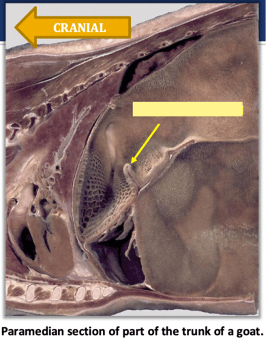 <p>what structure indicated here separates the rumen from the reticulum internally</p>