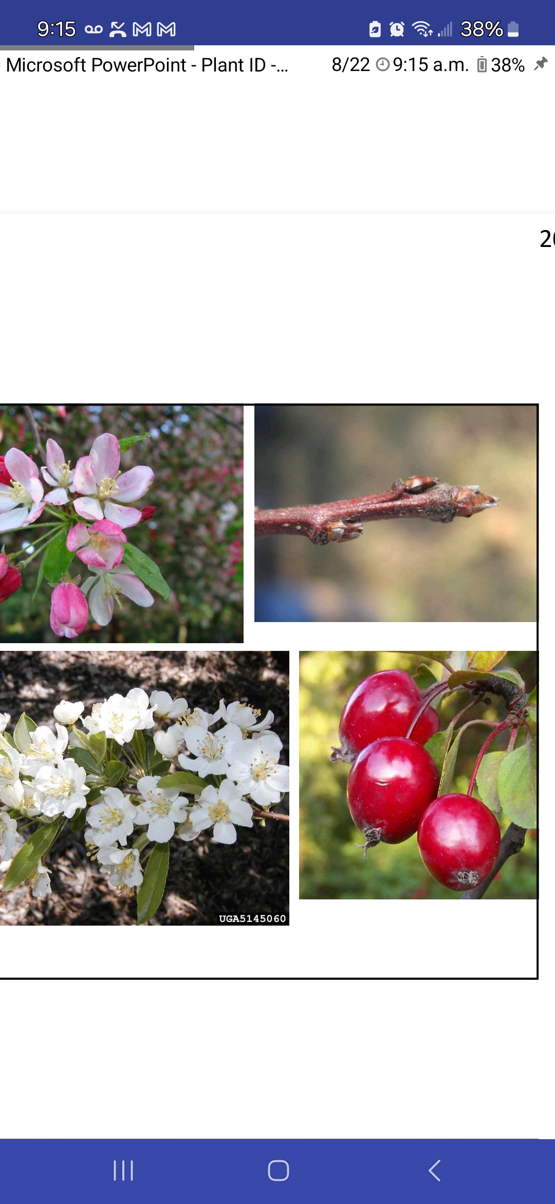 <p>Malus floribunda, Rosaceae</p>