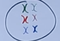 <p>draw meiosis </p>