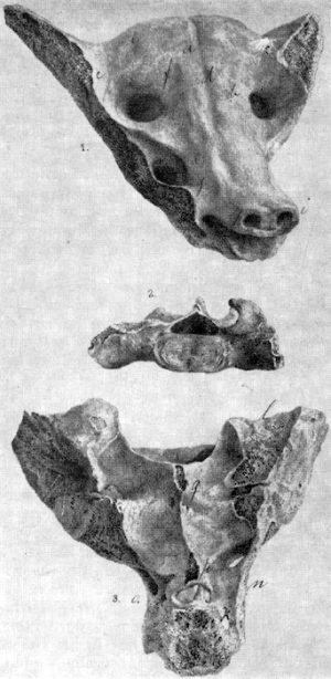 <p>Camelid sacrum in the shape of a canine</p>