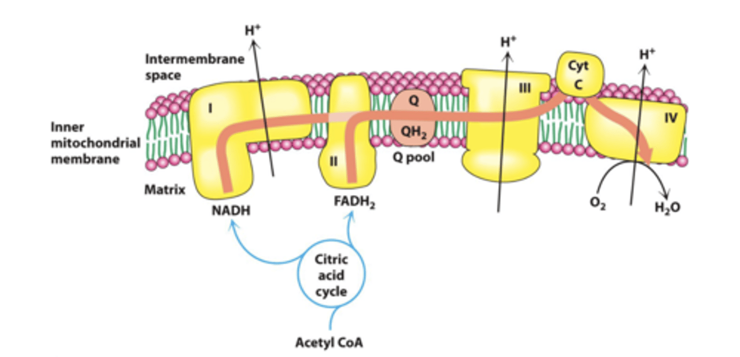 <p>"series of proteins": high-energy electrons from the Krebs cycle are used to convert ADP into ATP; 4 complexes in inner mitochondrial membrane</p>