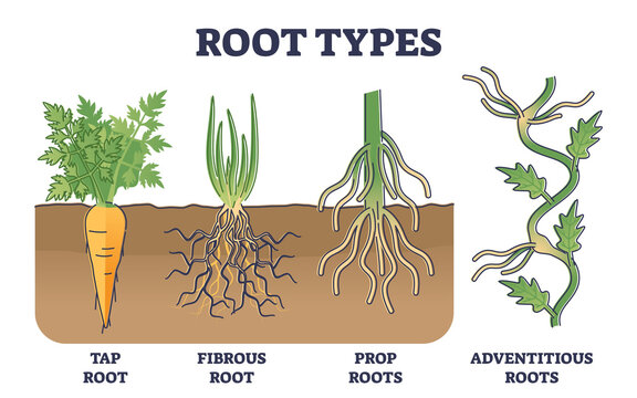 <p>roots that form from non root tissue</p>