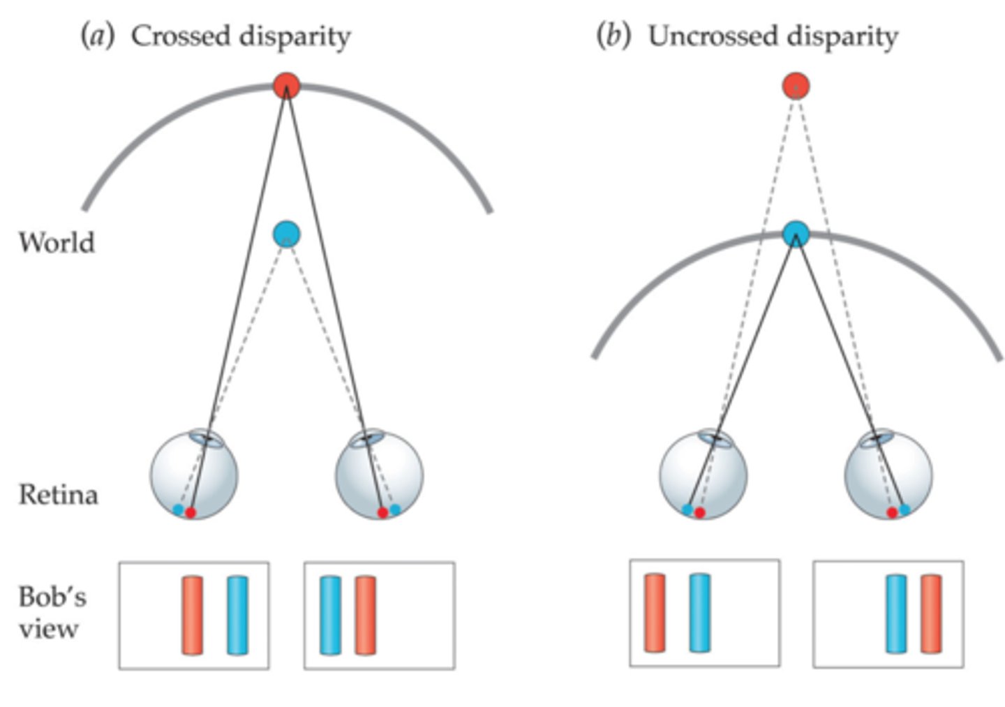 <p>The sign of disparity created by objects further than the horopter. image moves to nasal portion of eyes</p>