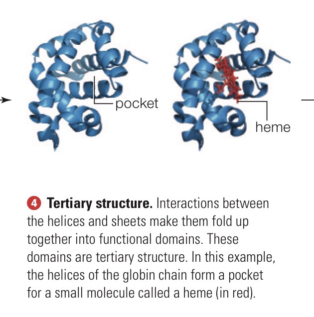 <p>Functional domains formed by interactions between helices and sheets that make them fold up together. </p>