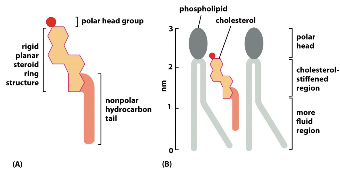 <ul><li><p>cholestrol fills spaces</p></li><li><p>makes the bilayer more rigid</p></li><li><p>amphipathic</p></li></ul><p></p>