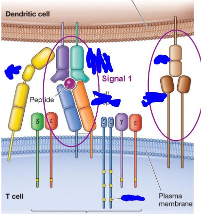 <p>Label this diagram (CD4, MHC2, TCR, CD3, ITAMs, CD28, B7)</p>