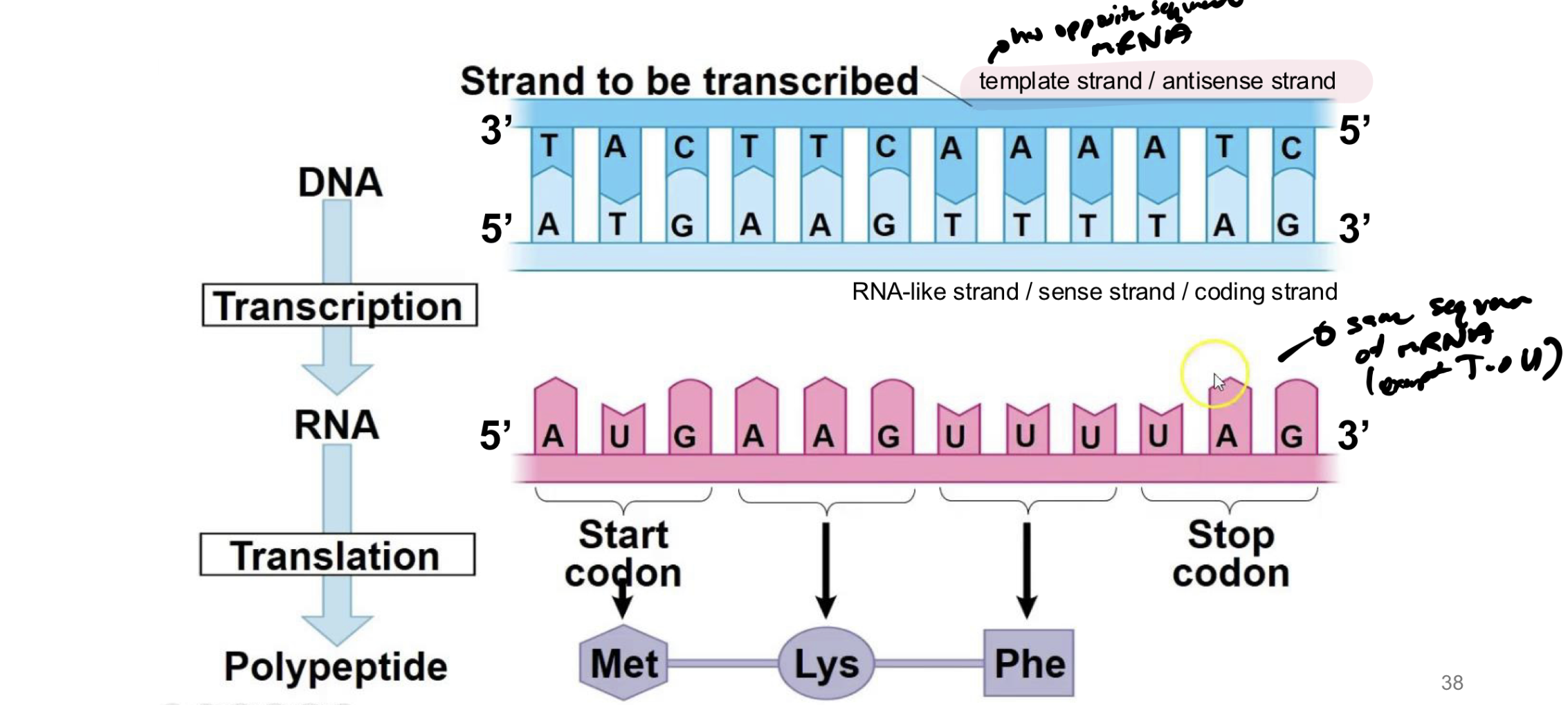 <p>DNA is read in 3’ to 5’ to synthesize new mRNA strand from 5’ to 3’ </p><p></p><p>mRNA is read from 5’ to 3’ direction and synthesizes new protein in that direction too (even though no 5’ or 3’ on new protein) </p>