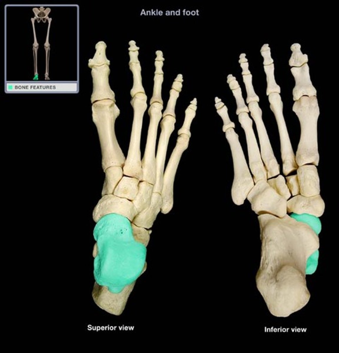 <p>articulates with tibia and fibula to form ankle joint</p>