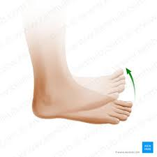 <p>dorsiflexion </p>