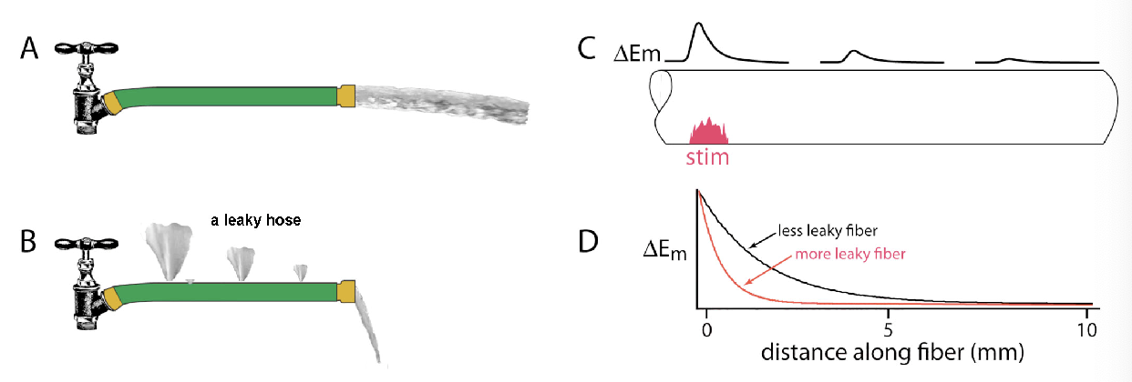 <ul><li><p>leaky membrane loses current as potential spreads passively down fiber</p></li><li><p>leakier cell → spread of potential becomes limited</p></li></ul><p></p>