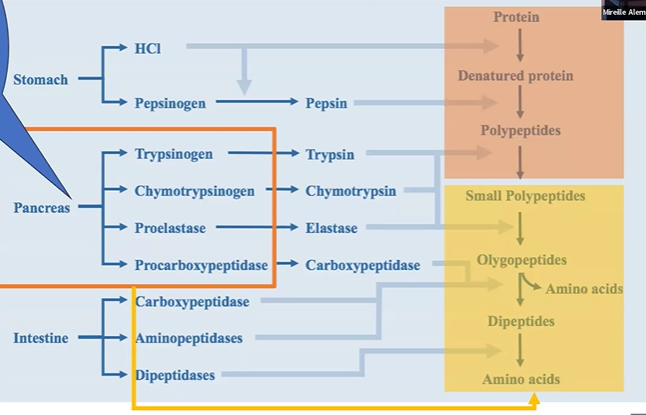 <p>stomach makes HCl and pepsinogen </p><p>pepsinogen +HCl &gt; pepsin; </p><p>protein + HCl &gt; denatured protein</p><p>pepsin + denatured protein &gt; polypeptides</p>