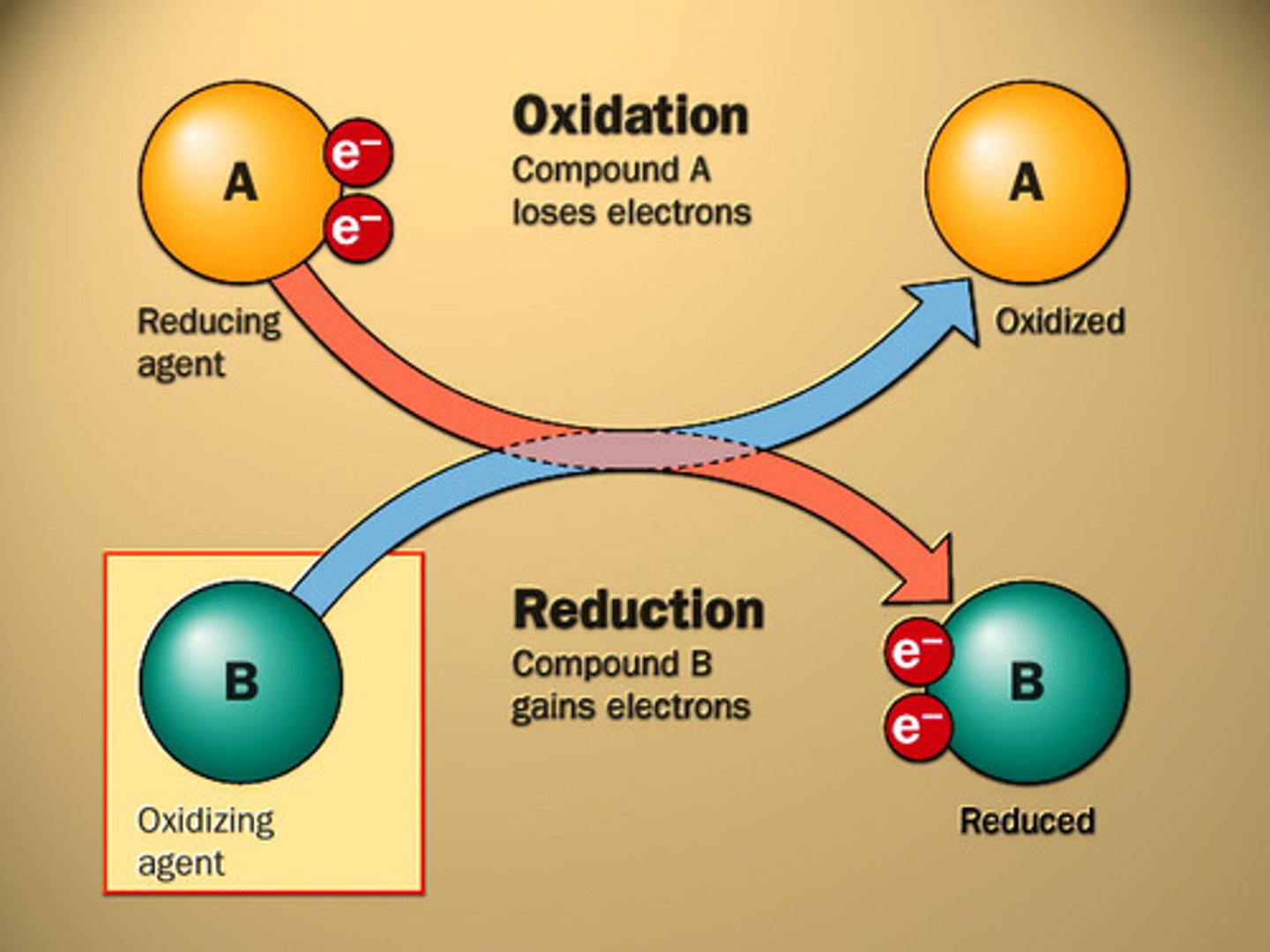 <p>oxidation is loss, reduction is gain</p>