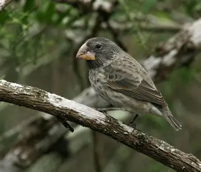 <p>Large Ground Finch </p><ul><li><p>largest of the ground finches</p></li><li><p>usually, large beak that is as deep as it is long </p></li></ul><p></p>
