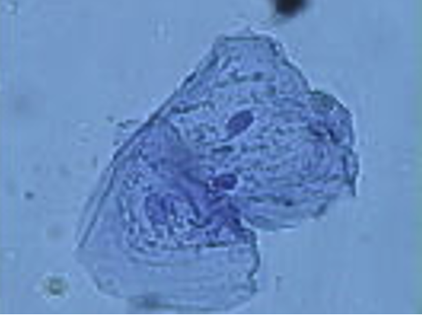 <p>What cell is this?</p>