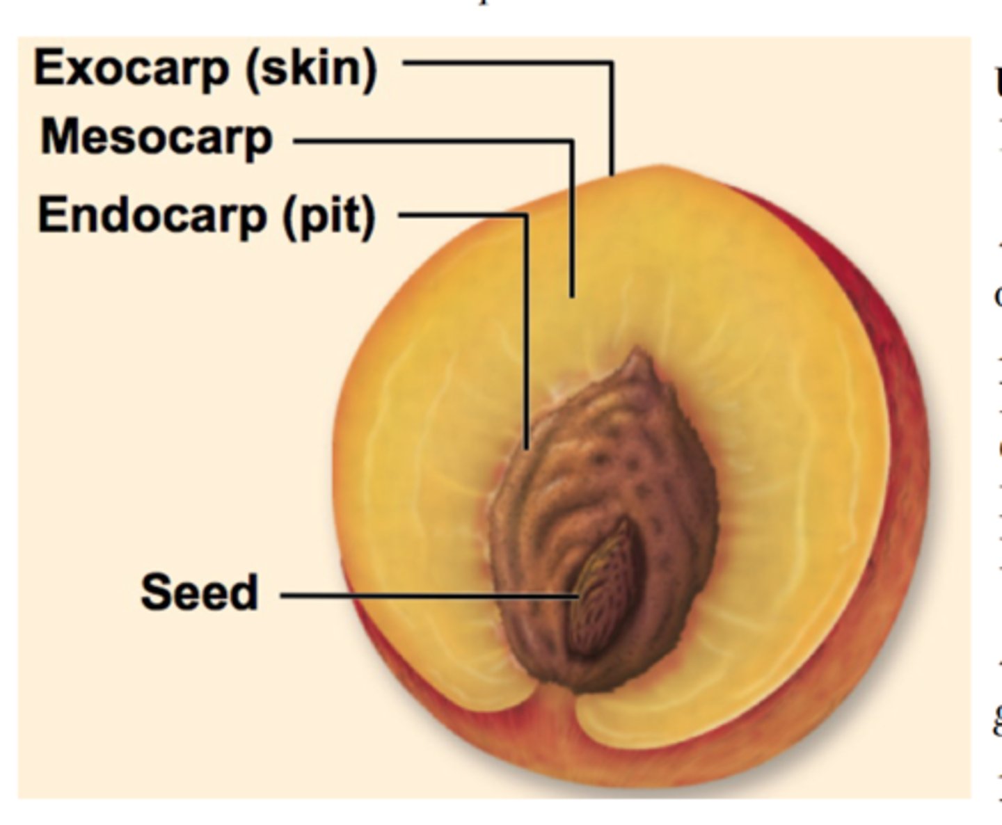 <p>= innermost layer of pericarp that surrounds the seed/seeds.<br>- Not present in most fleshy fruits</p>