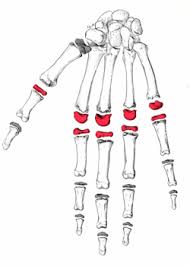 <p><span>metacarpal and the </span>proximal phalanges</p>