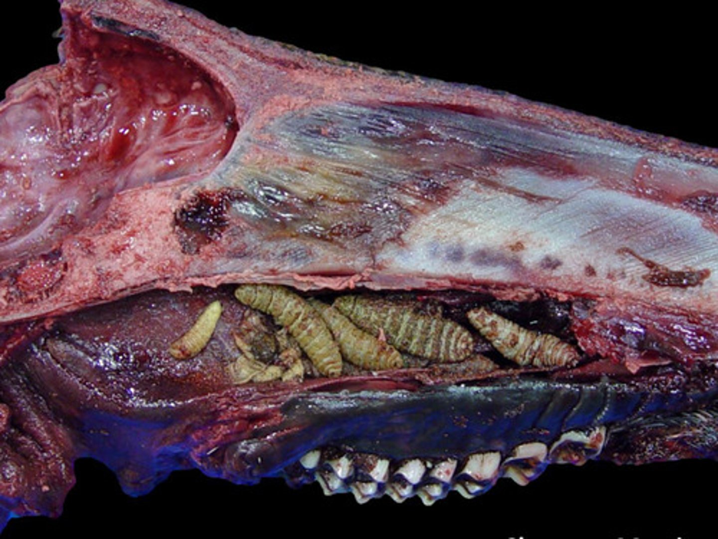 <p>What is a form of parasitic rhinitis in sheep?</p>