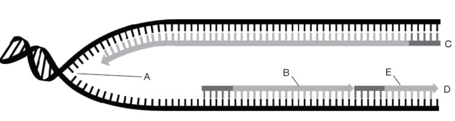 <p>Refer to the figure showing a single replication fork. Which letter in the diagram identifies where the next Okazaki fragment will be started?</p><p>a. Letter C, at the 5’ end</p><p>b. Letter B, at the 5’ end</p><p>c. Letter E, at the 3’ end</p><p>d. None of the above</p>