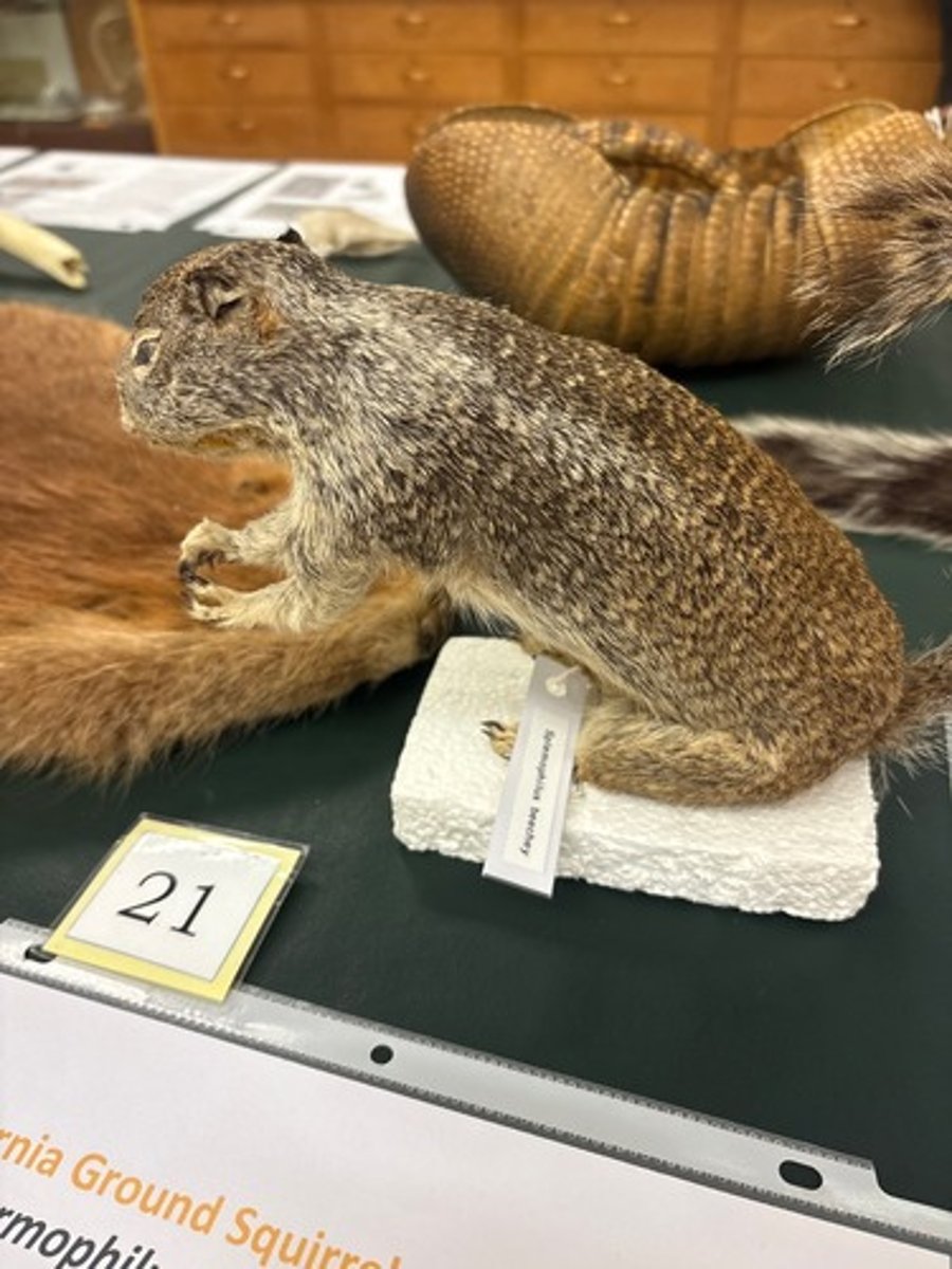 <p>What animal is this?</p>