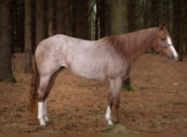 <p>base colour (any colour) is diluted with white hair</p>