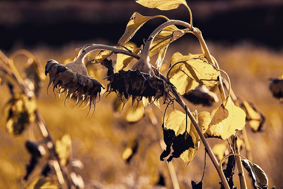 <p>to become weak/dry/decay</p>