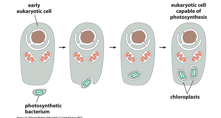 <ul><li><p><strong>a symbiotic photosynthetic bacterium engulfed by an ancient eukaryotic cell</strong></p></li><li><p>Early evidence we have is of bacteria, so we think they cam first</p></li></ul><p></p>