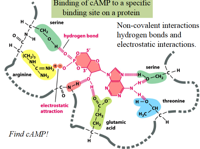 <p>epinephrine releases glucose from glycogen stores</p><p>in one step, cAMP binds to a protein and activates it</p>