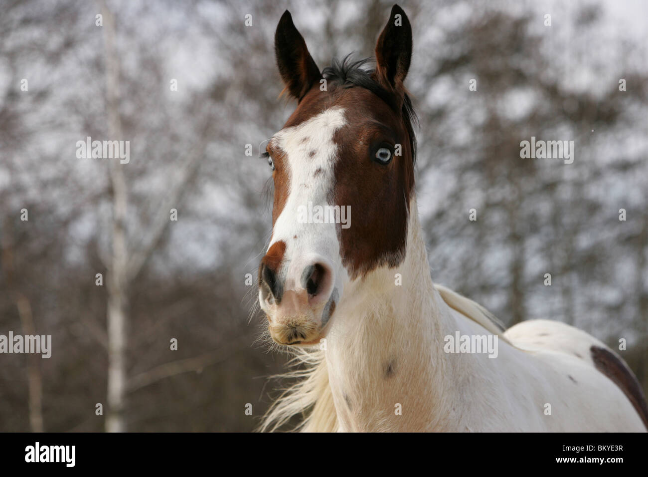 <p><span style="color: red"><strong>Milky or white in appearance</strong></span></p>