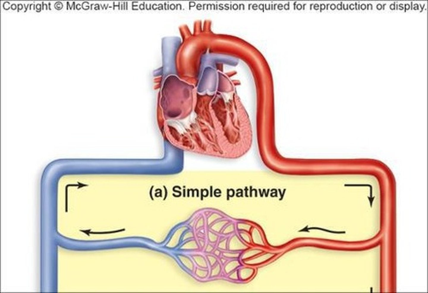 <p>Blood vessels can have direct or less direct pathways.</p>