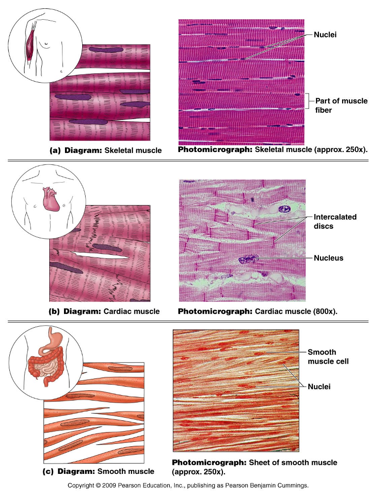 <ul><li><p>three types of muscle tissue</p><ul><li><p>skeletal, cardiac, smooth</p></li></ul></li></ul>