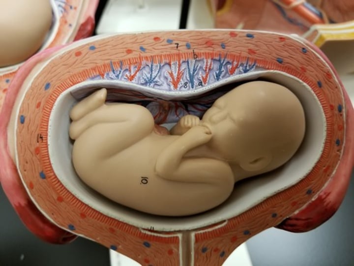 <p>Name the fetal presentation</p>
